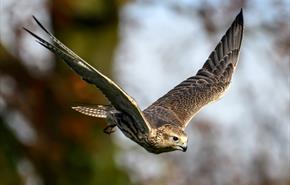 Falcon in flight